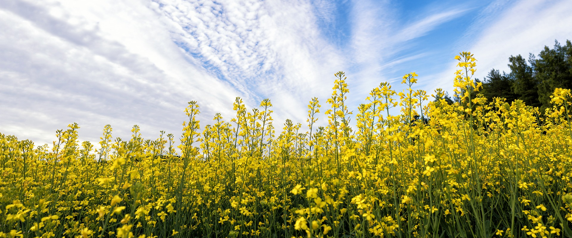 The mustard