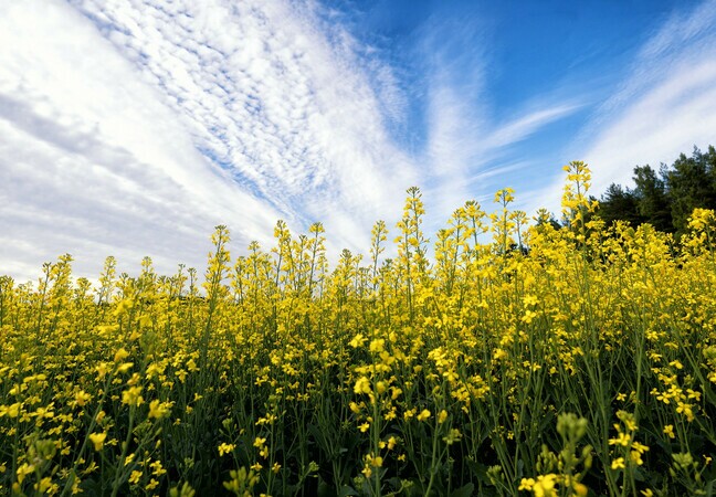 The mustard